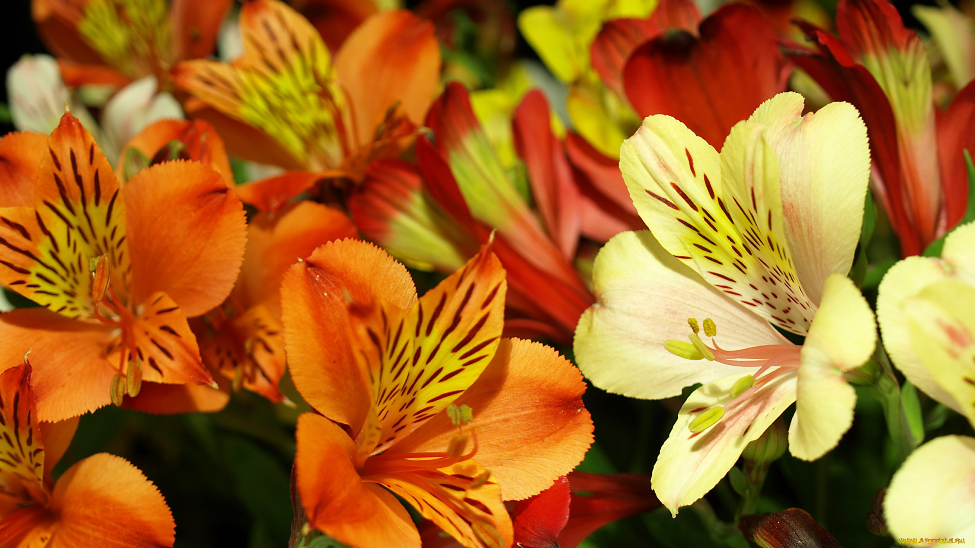 цветы, альстромерия, разноцветная