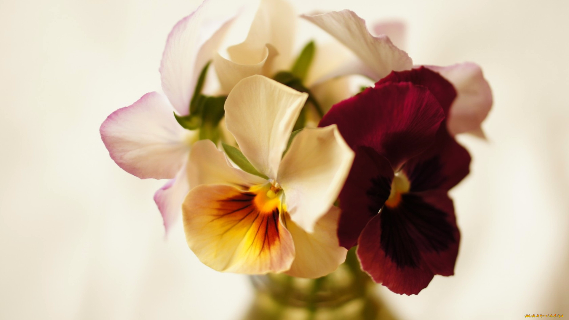 цветы, анютины, глазки, , садовые, фиалки, букетик