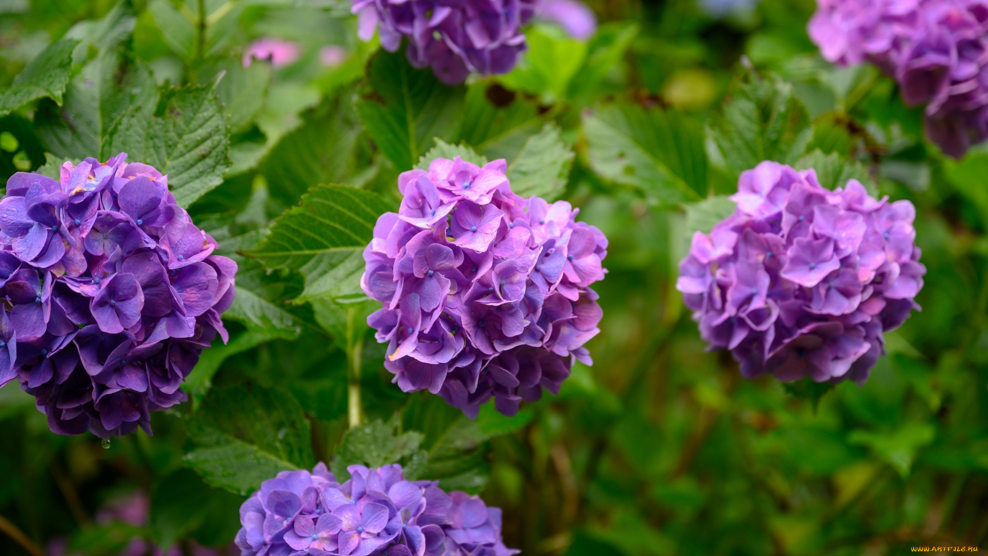 цветы, гортензия, куст, лиловая