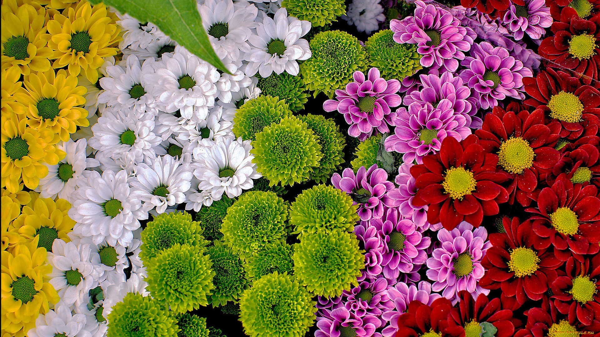 цветы, хризантемы, желтые, белые, красные, лиловые