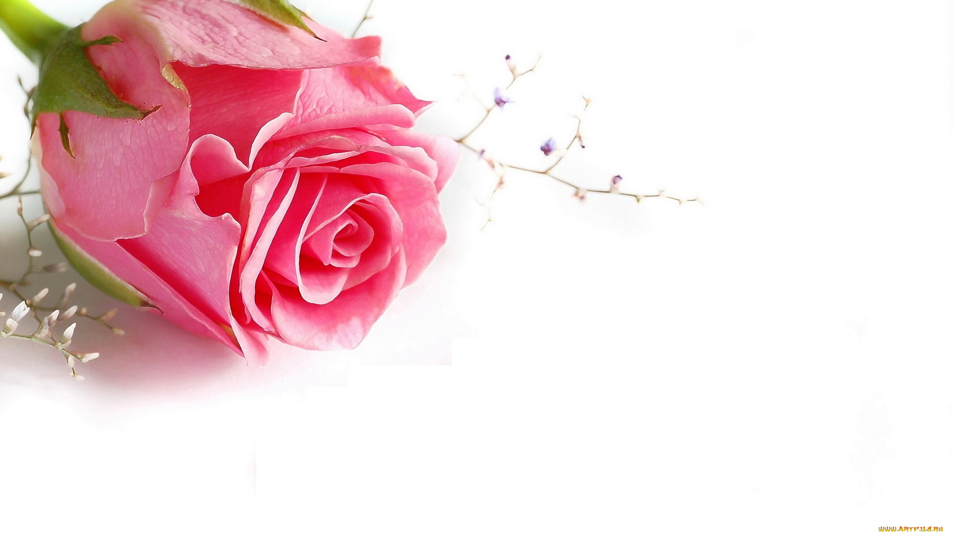 цветы, розы, роза, розовая