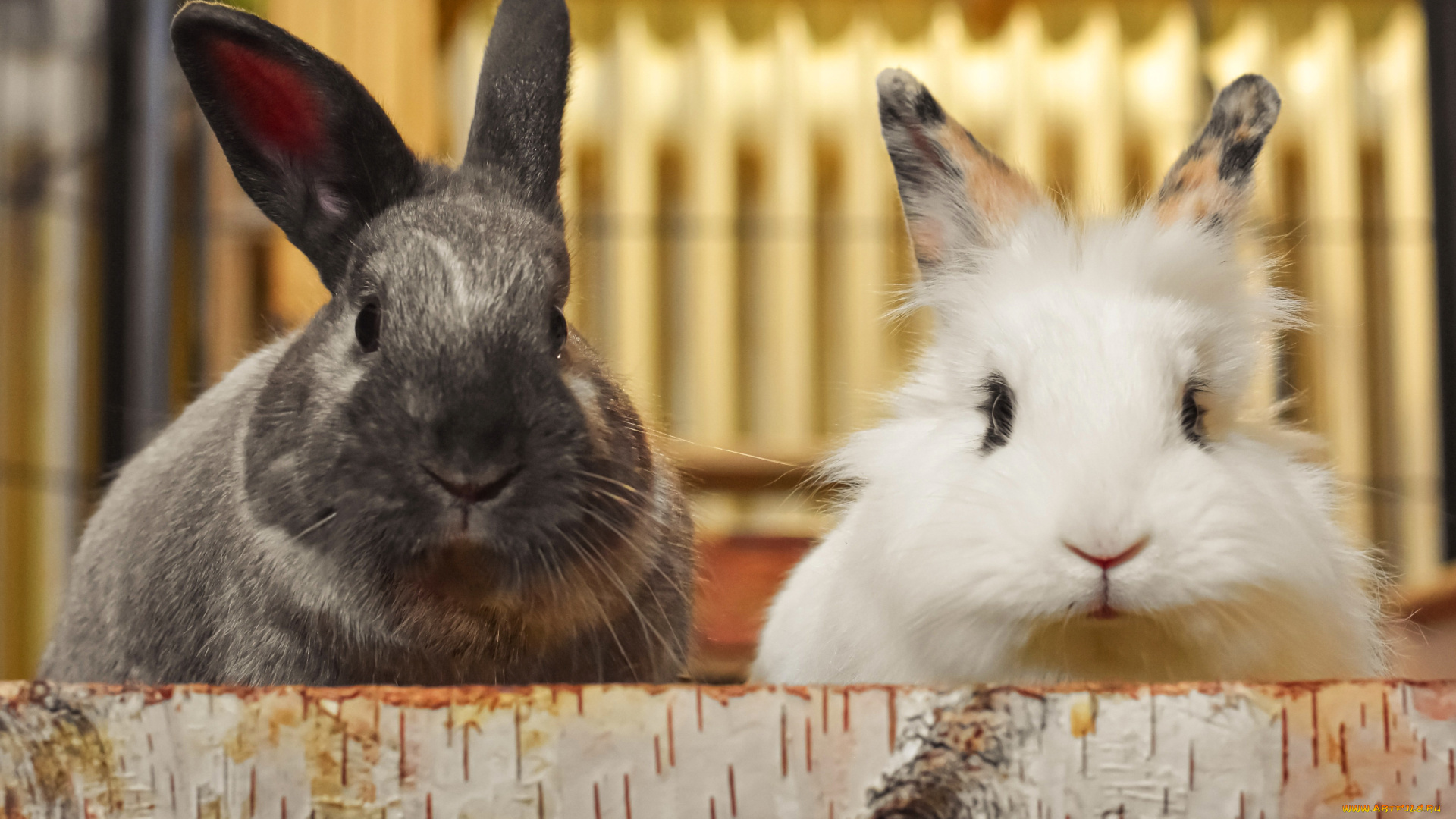 животные, кролики, , зайцы