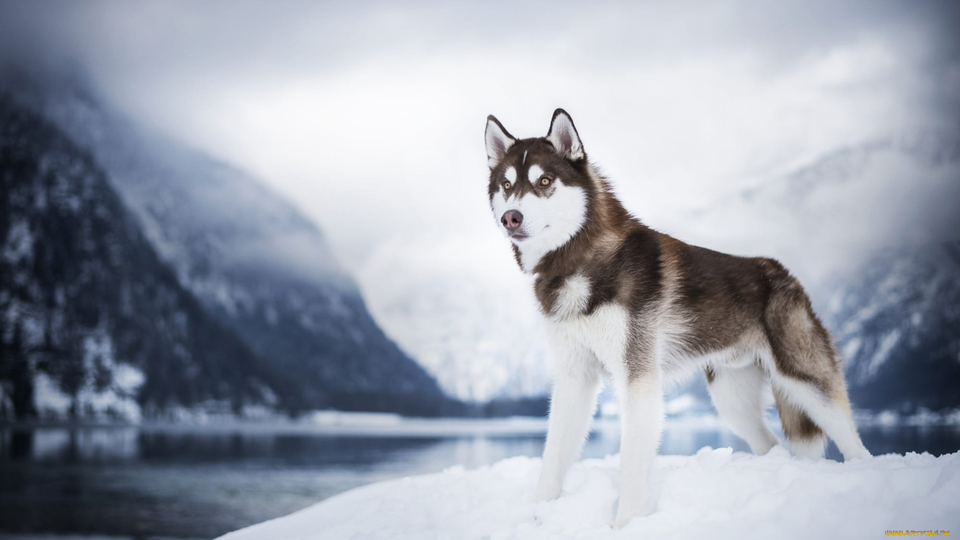 животные, собаки, собака