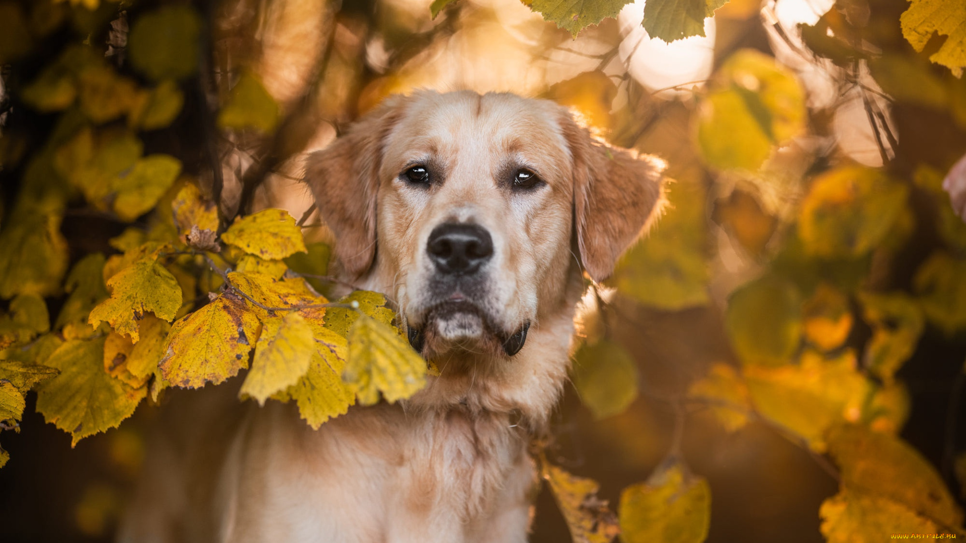 животные, собаки, собака