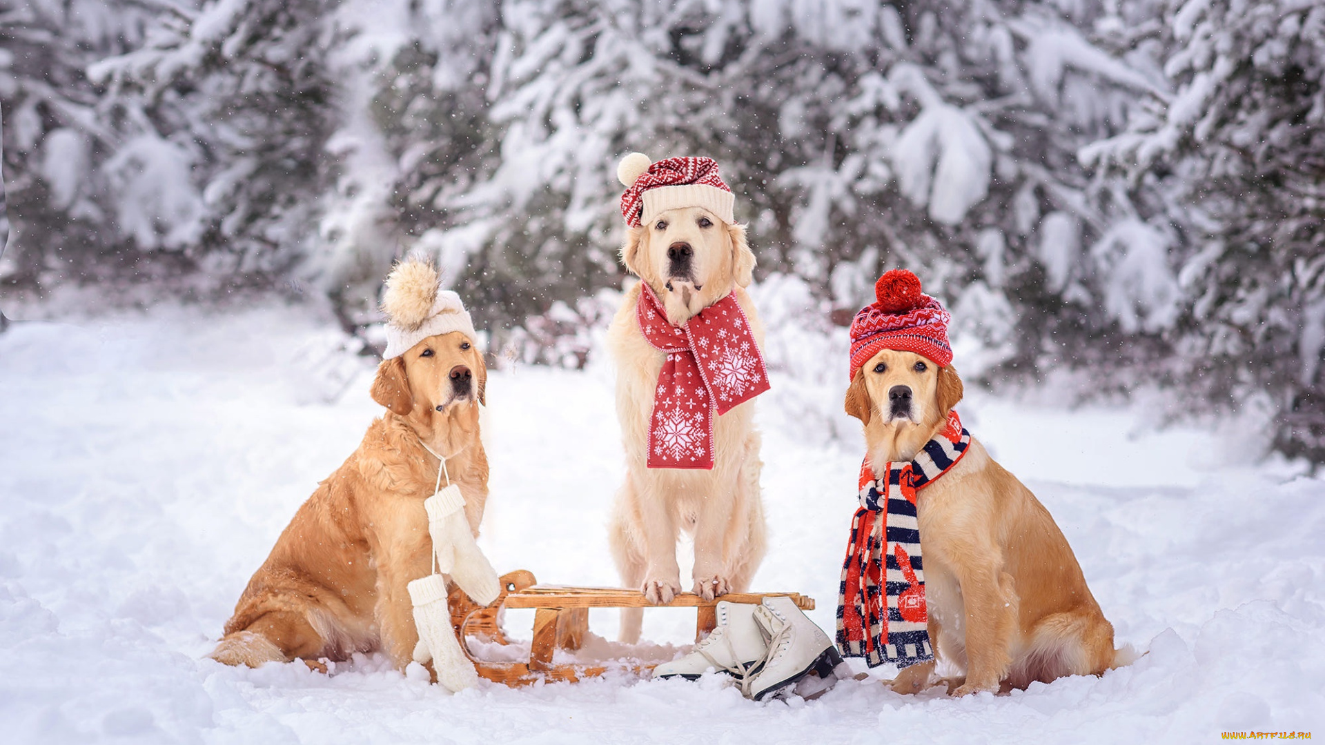 животные, собаки, собака
