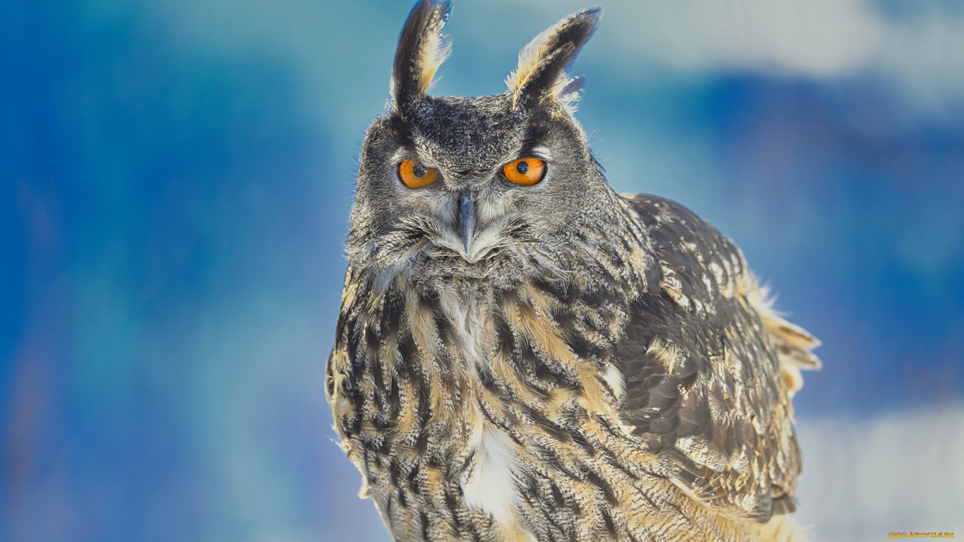 животные, совы, сава