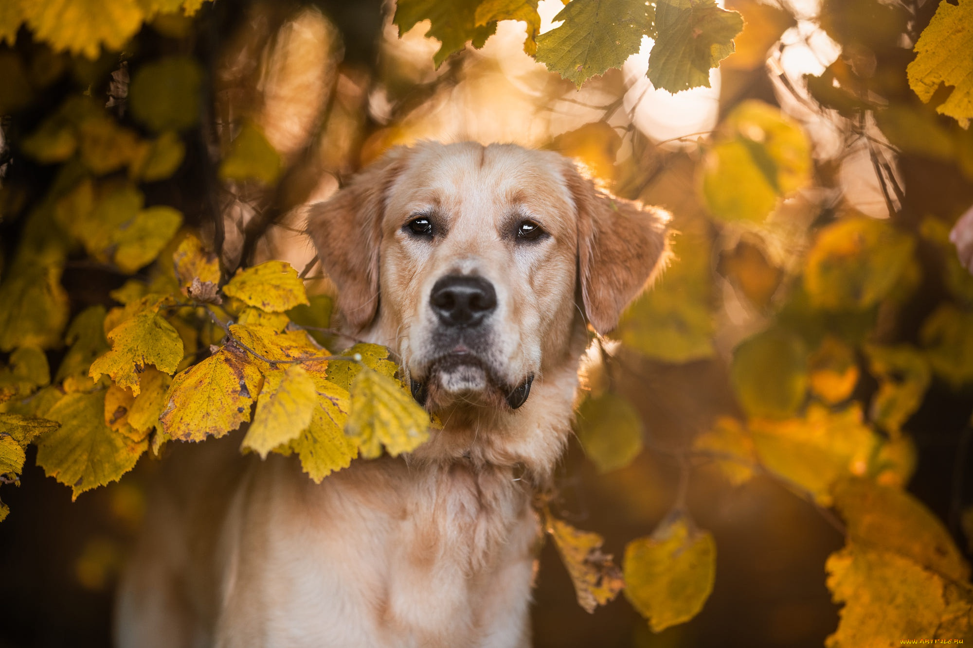 животные, собаки, собака