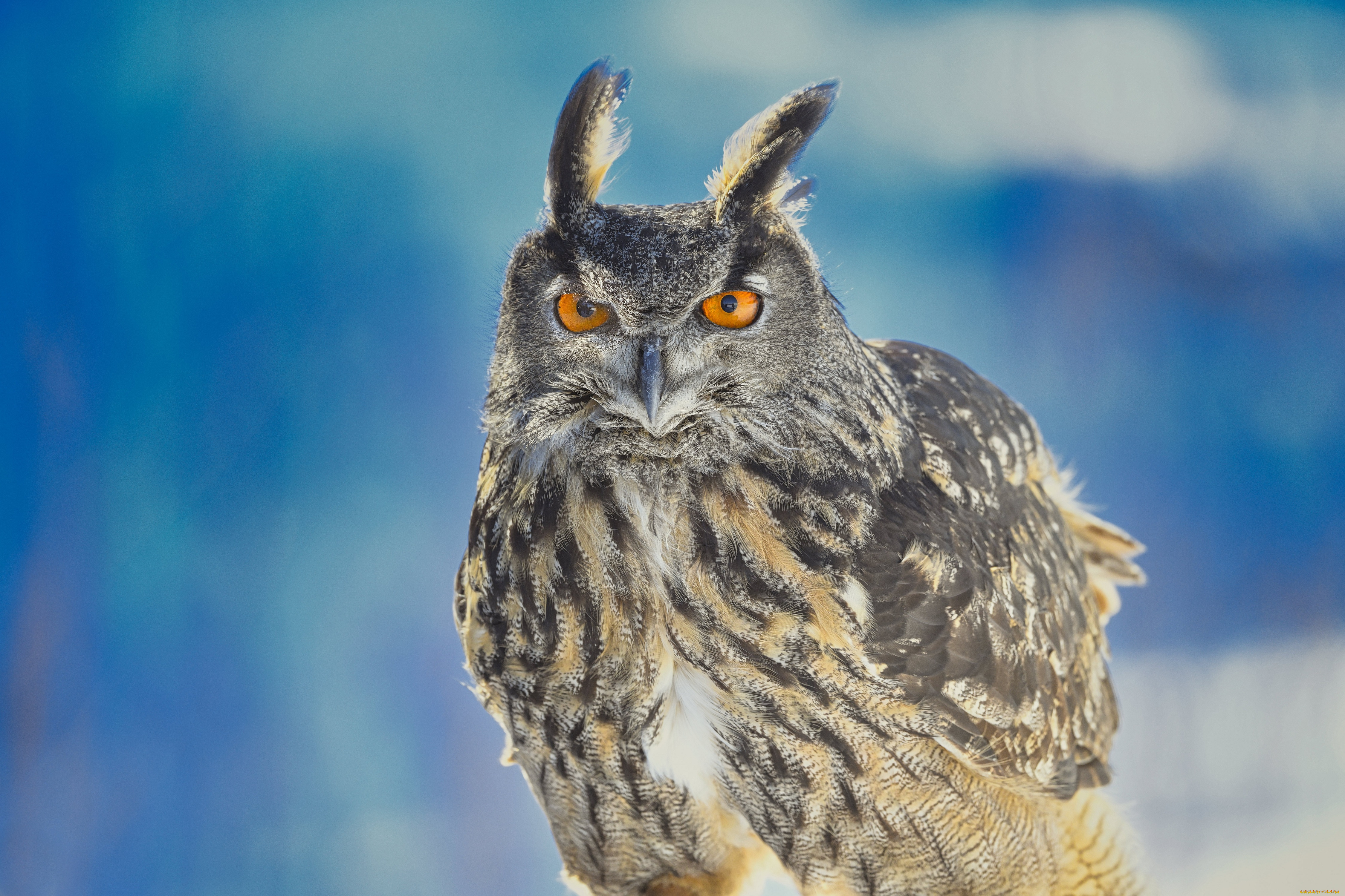 животные, совы, сава