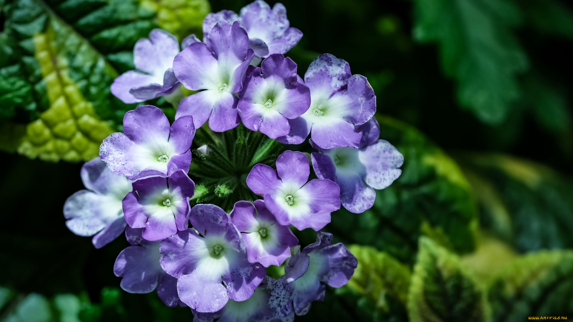 цветы, лантана, макро, синяя