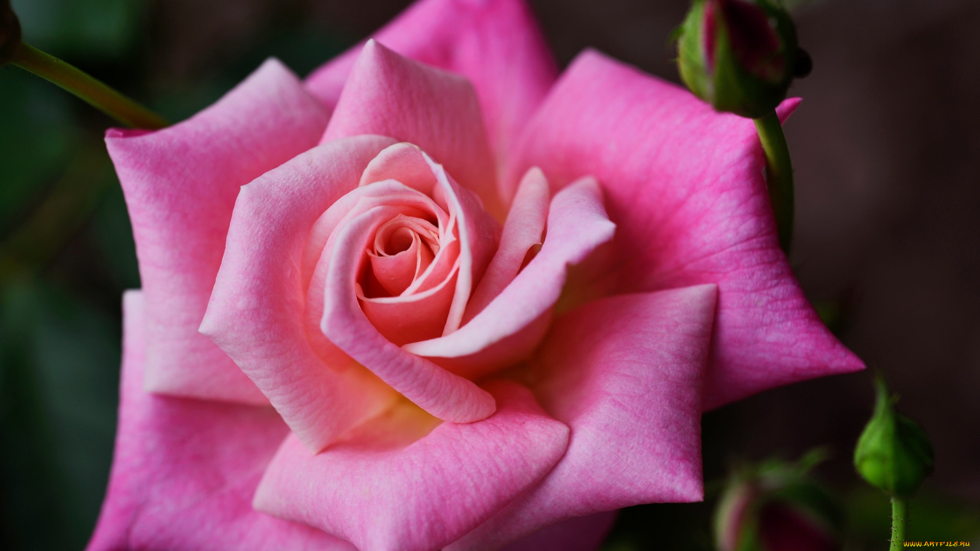 цветы, розы, розовая, роза, макро