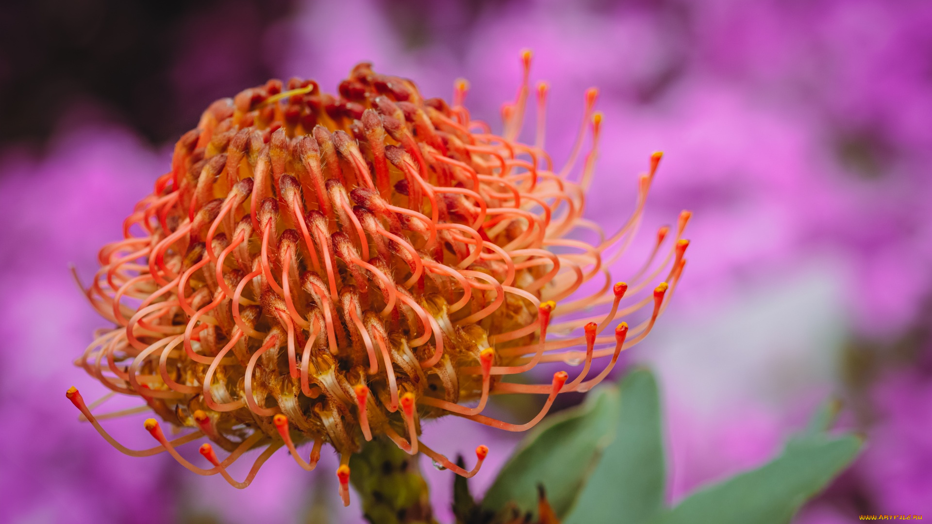 леукоспермум, сердцелистный, цветы, леукоспермум, сердцелистный