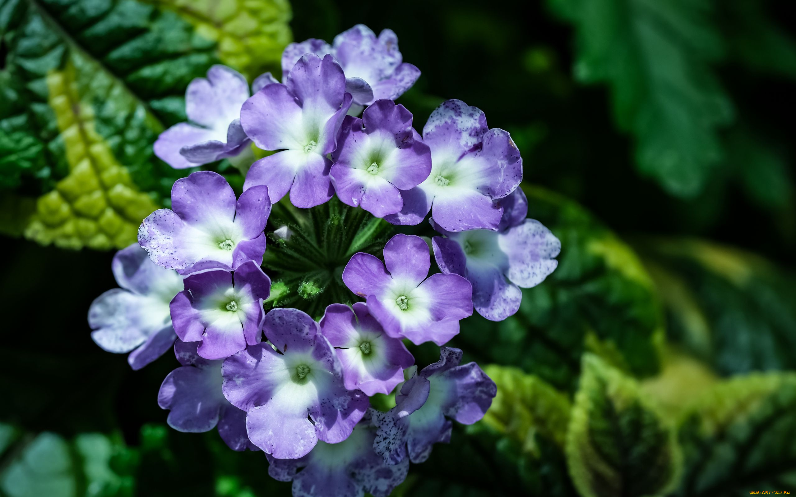 цветы, лантана, макро, синяя