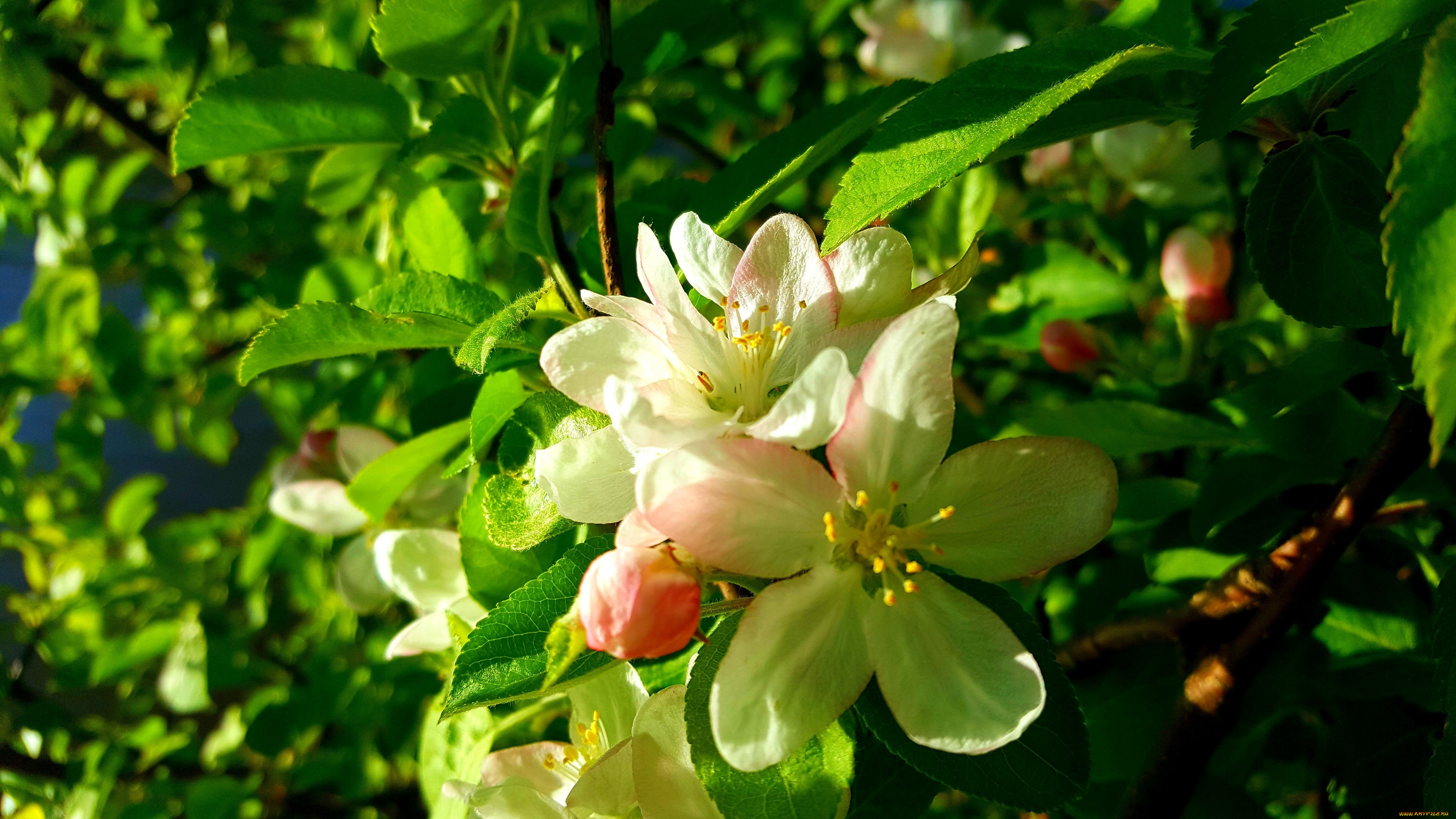 цветы, цветущие, деревья, , , кустарники