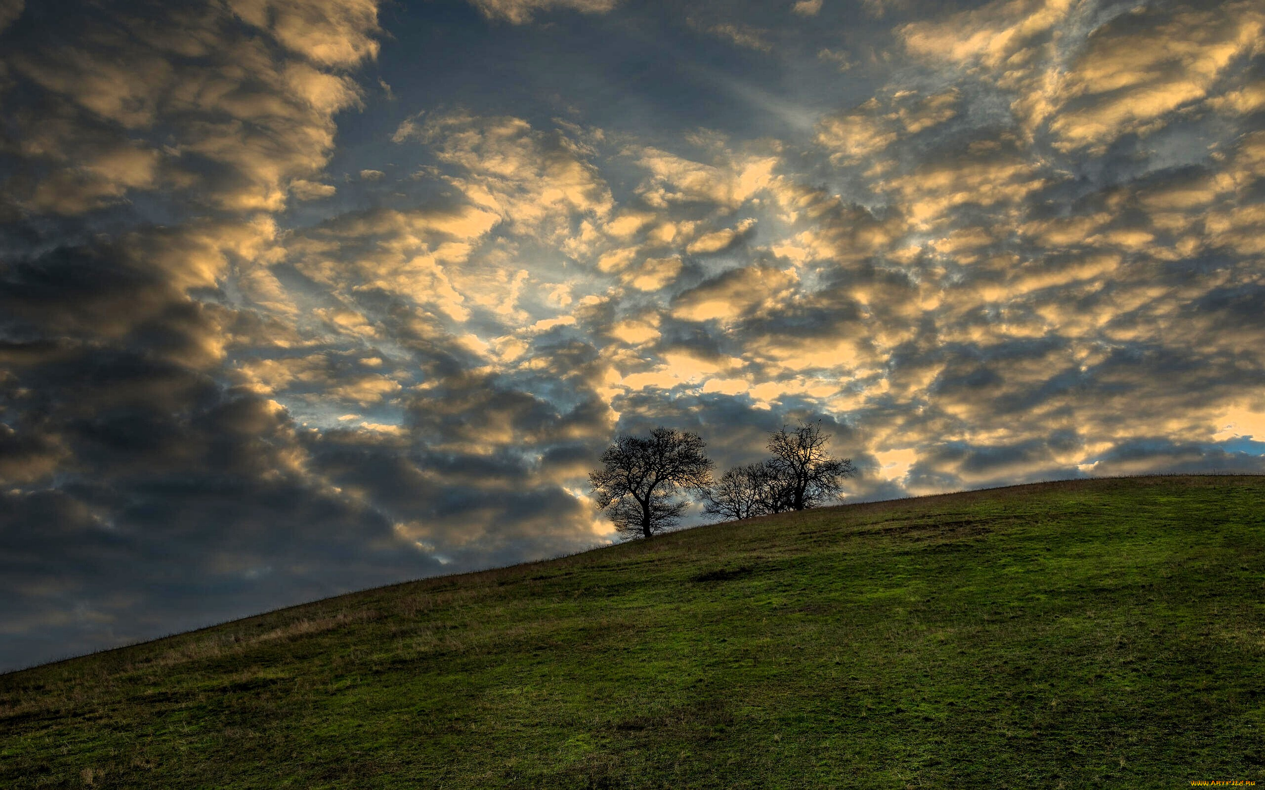 природа, деревья, небо, облака, холм, трава