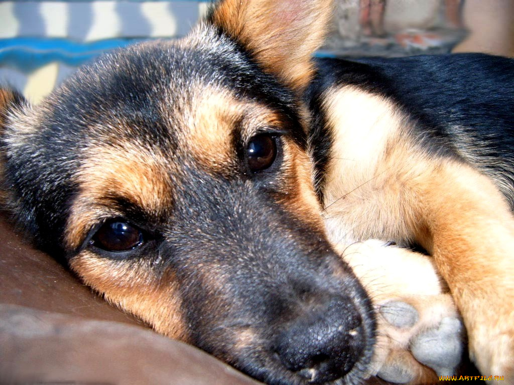 животные, собаки