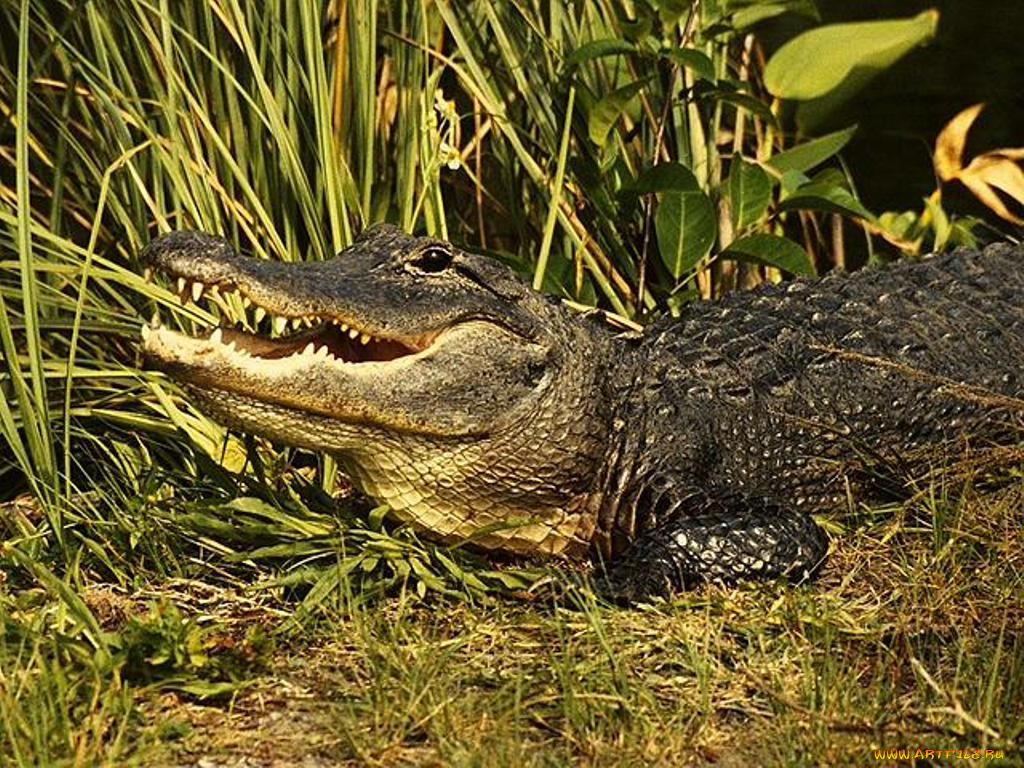 животные, крокодилы