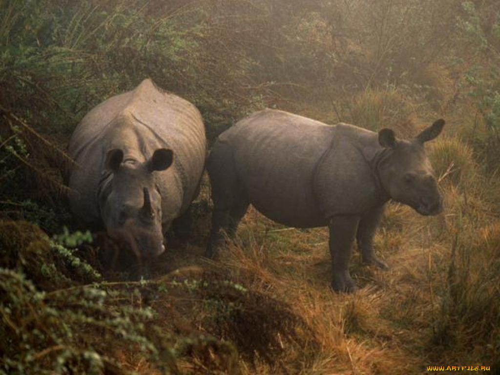 животные, носороги