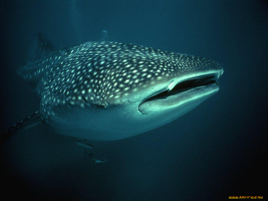 китовая, акула, животные, акулы