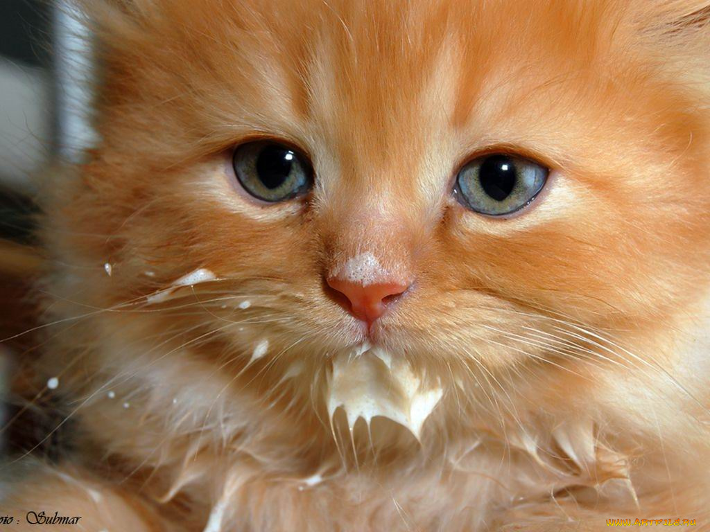 животные, коты