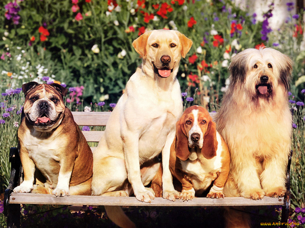 животные, собаки