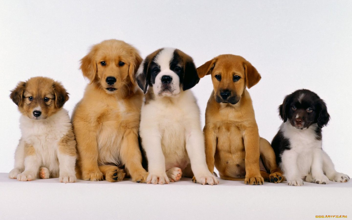 животные, собаки