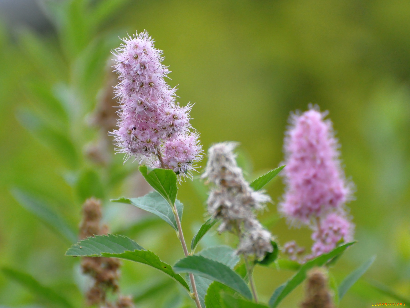 цветы, цветущие, деревья, кустарники