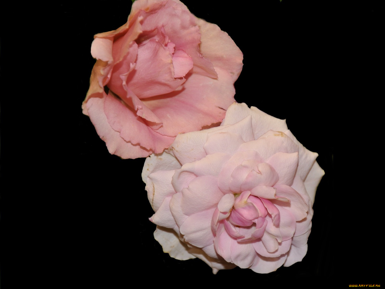 цветы, розы