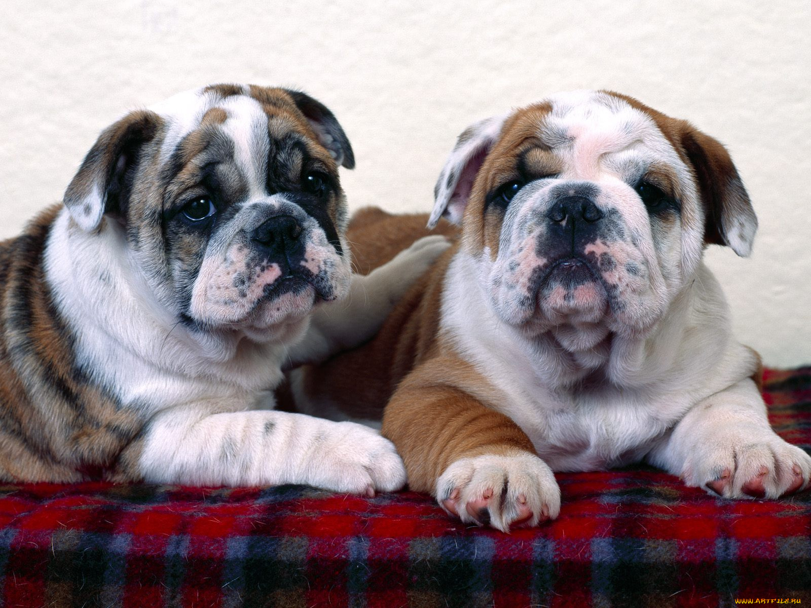 животные, собаки