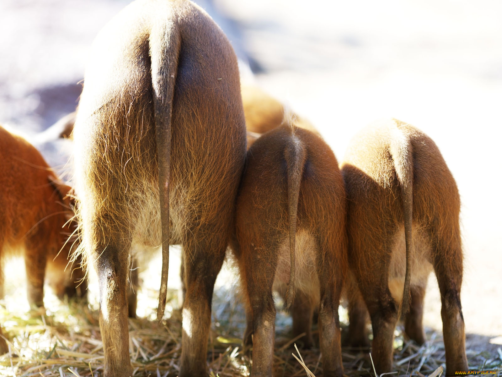 животные, свиньи, кабаны