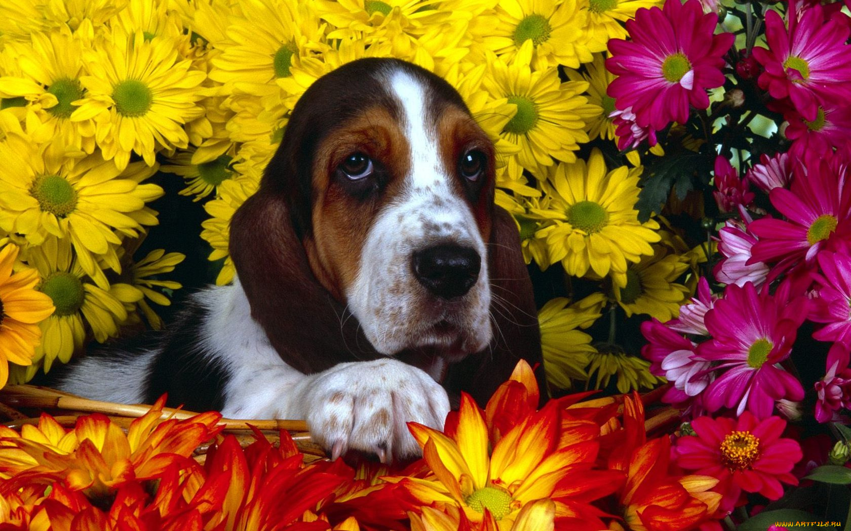 животные, собаки