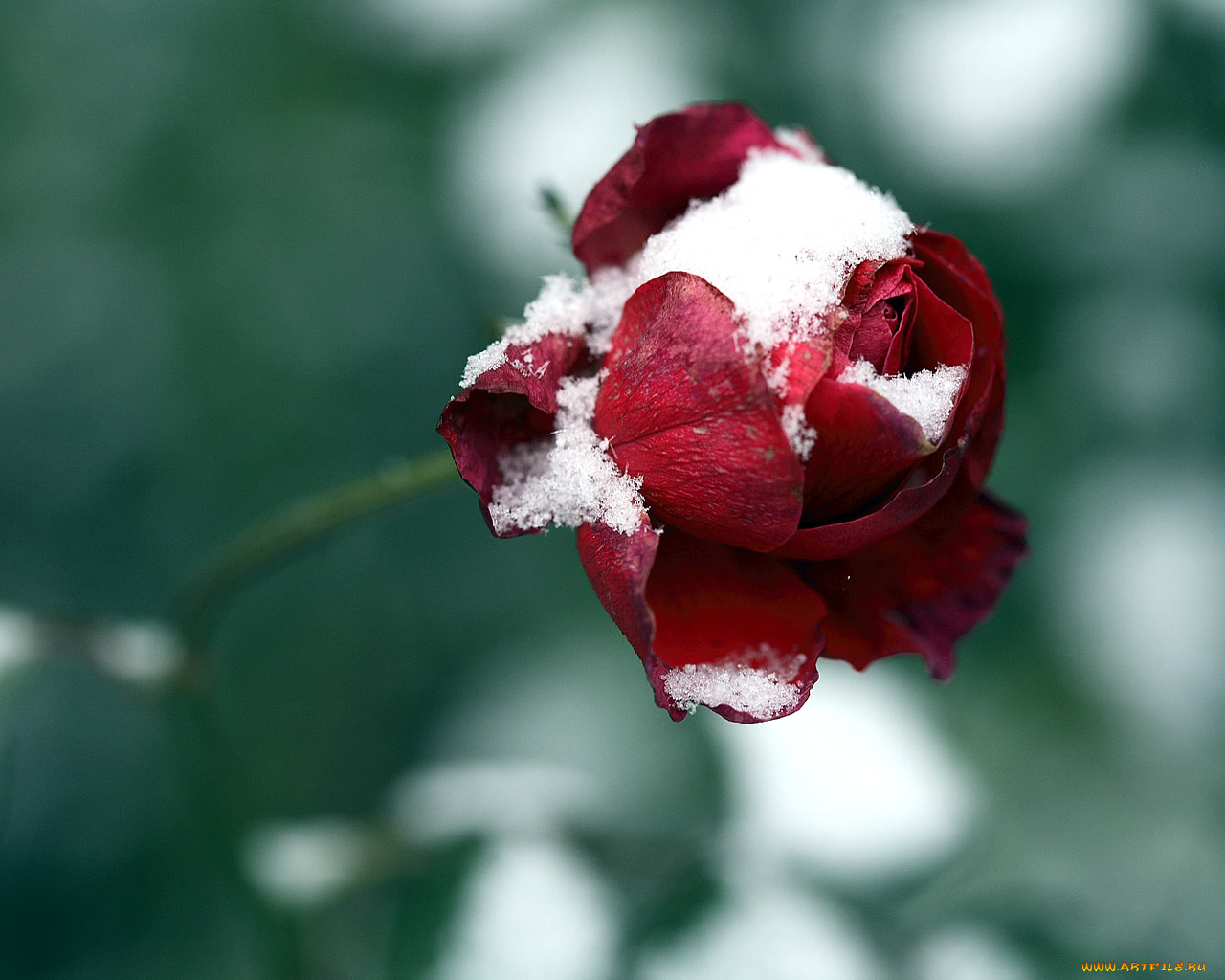 цветы, розы