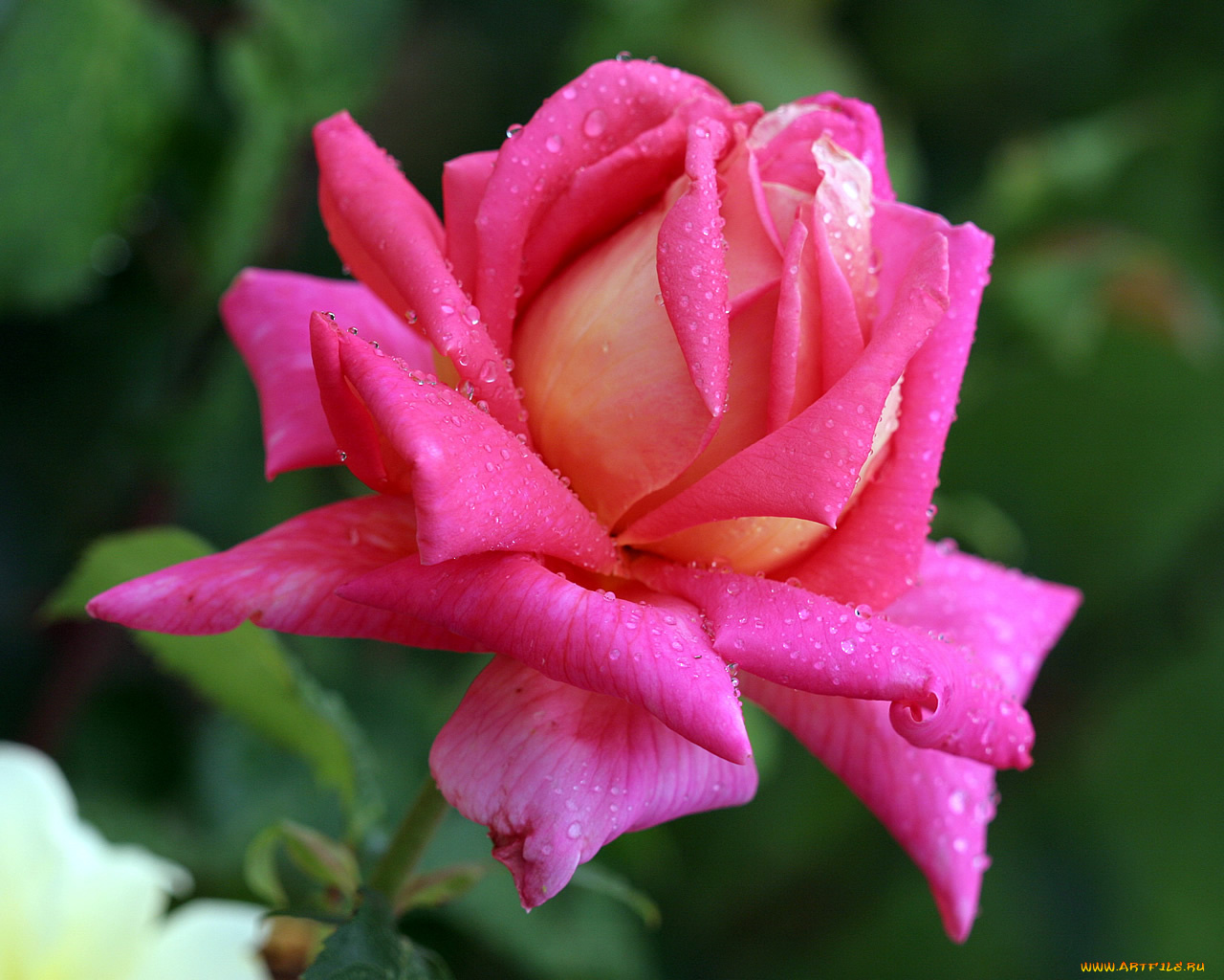 цветы, розы