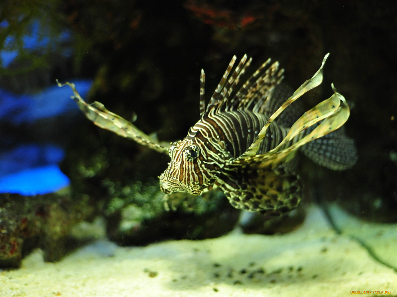 животные, рыбы