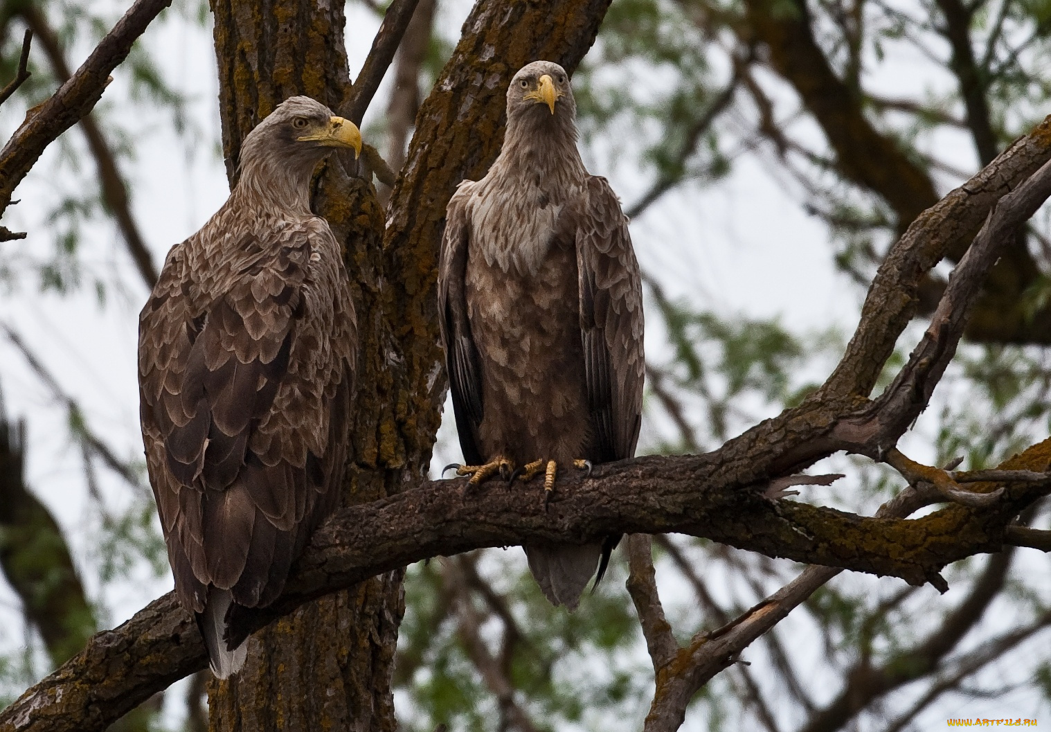 автор, сергей, доля, животные, птицы, хищники