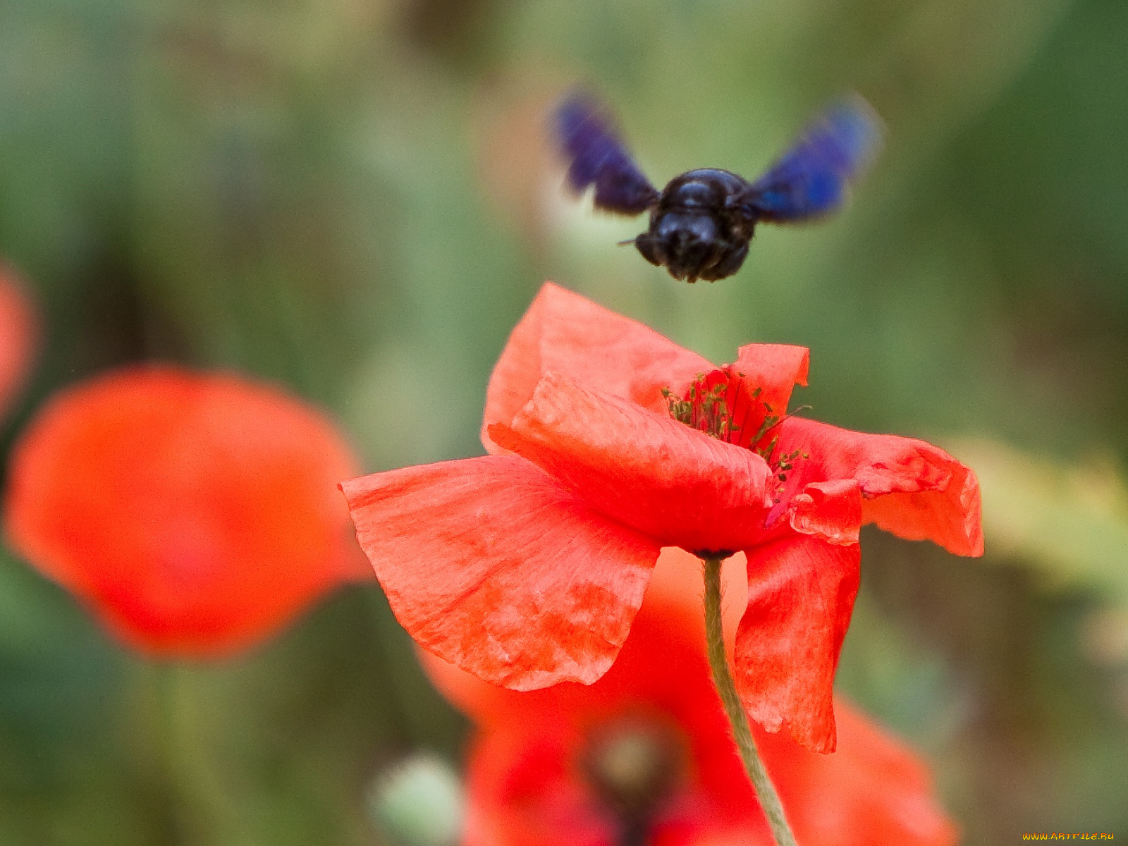 автор, сергей, доля, цветы