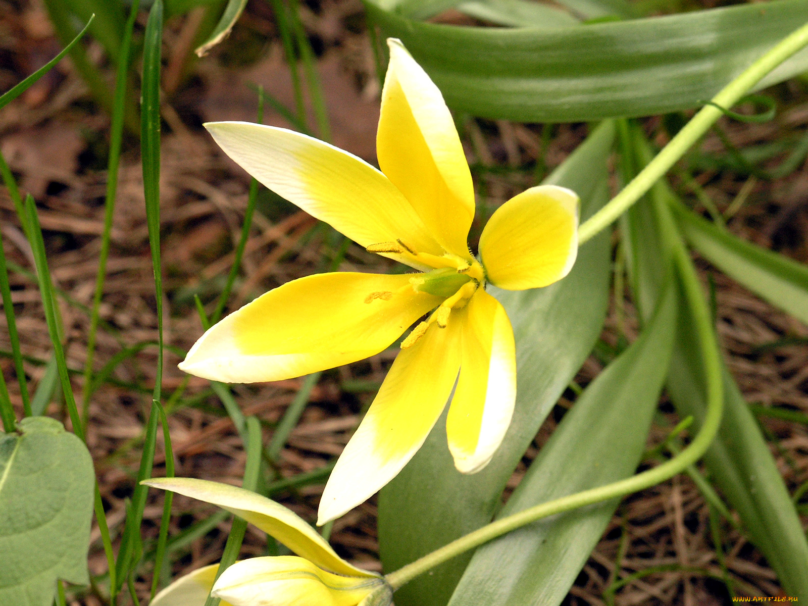 цветы, тюльпаны