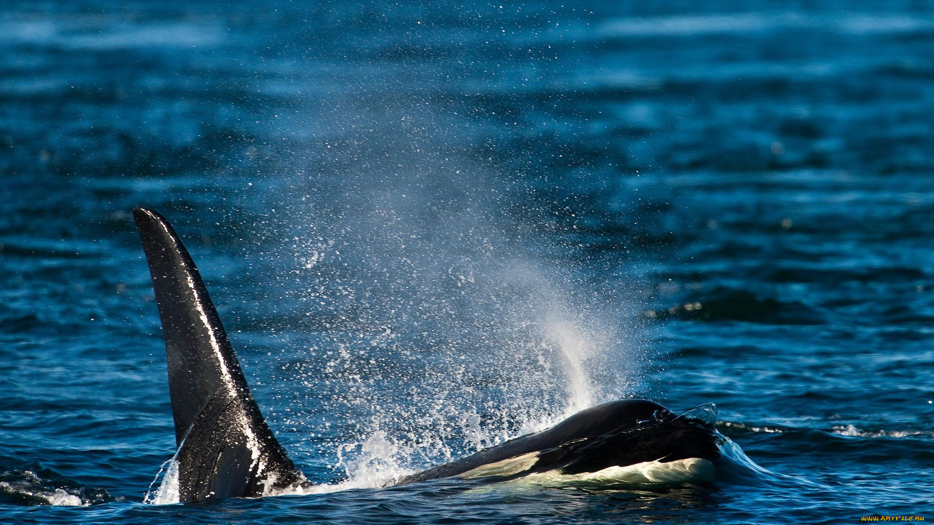 автор, сергей, доля, животные, косатки