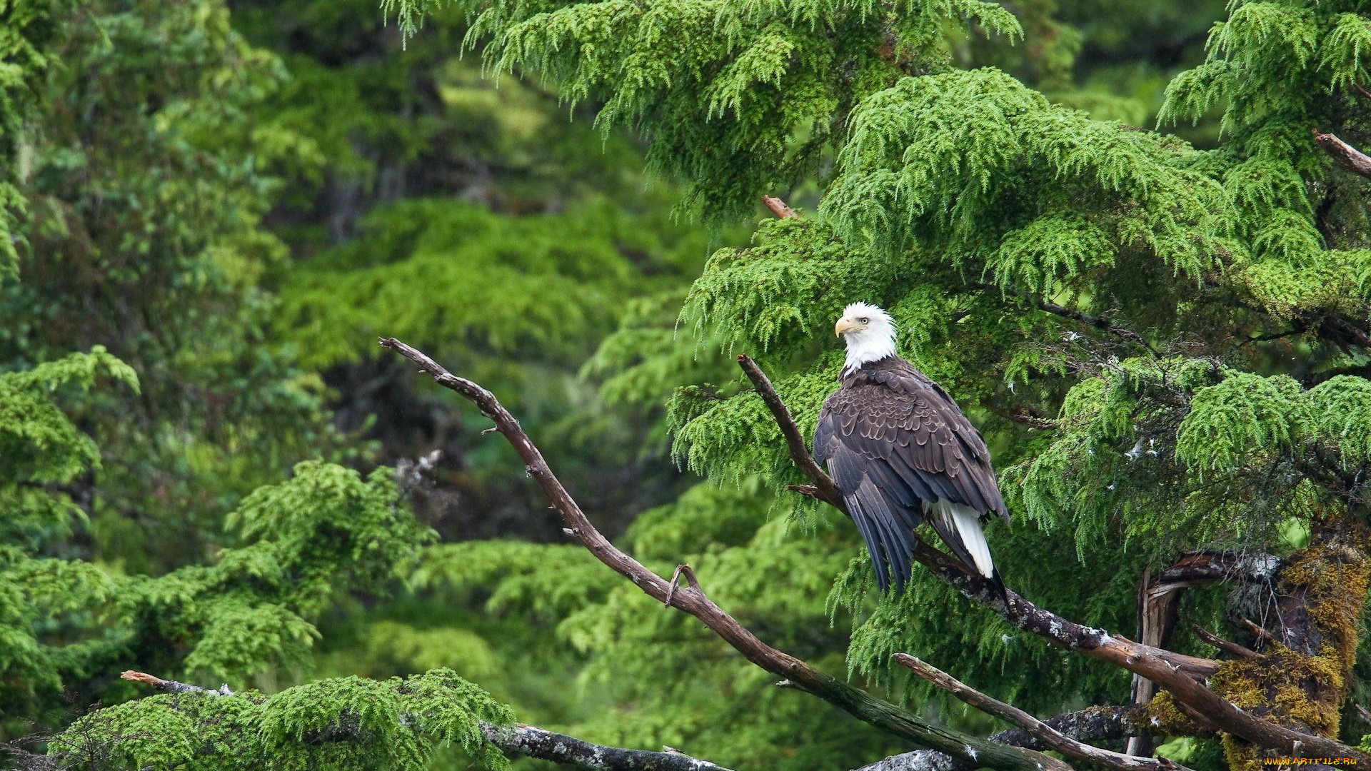 автор, сергей, доля, животные, птицы, хищники