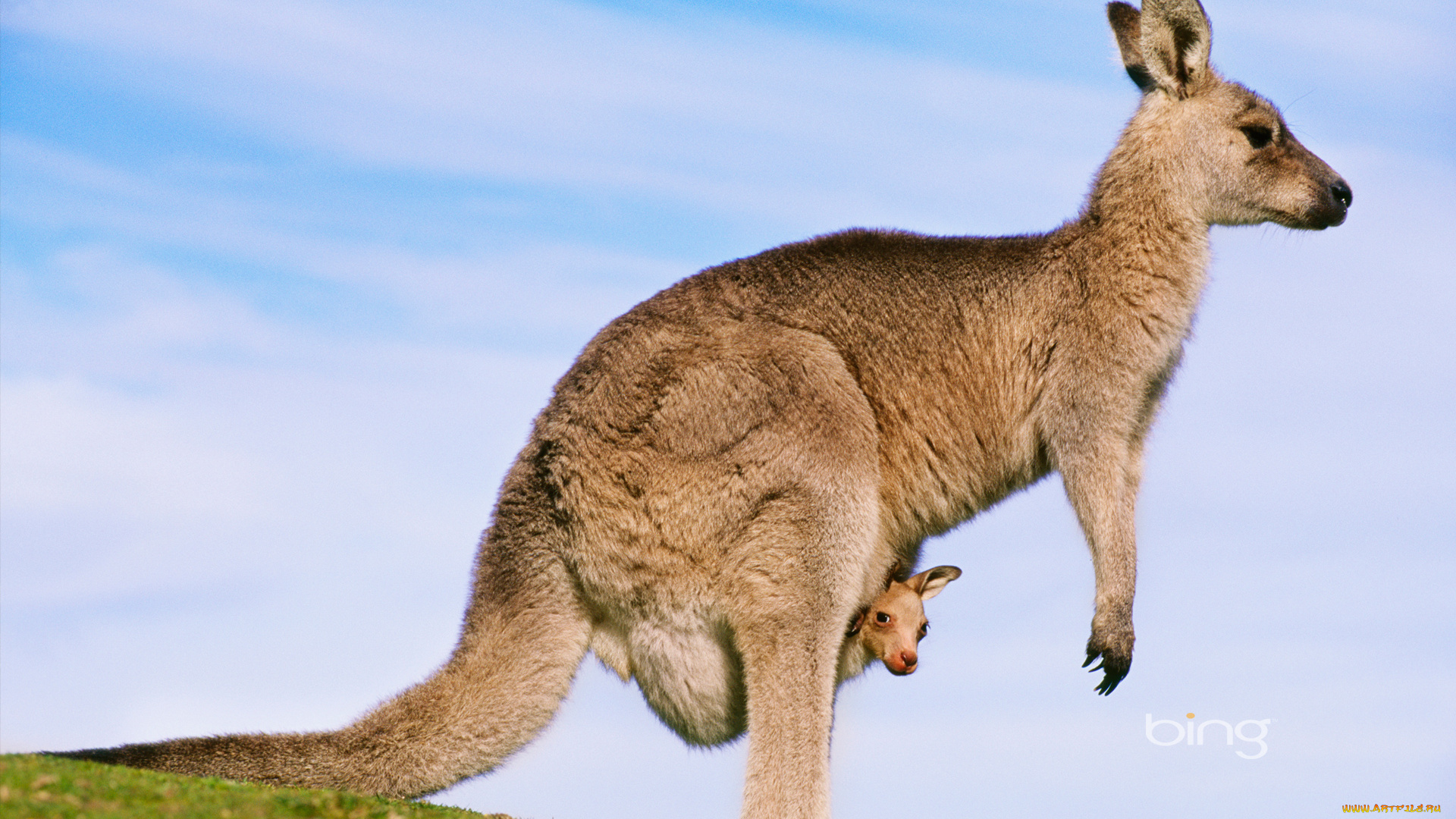 животные, кенгуру