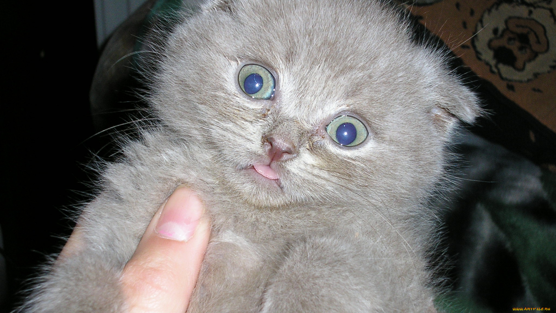 животные, коты