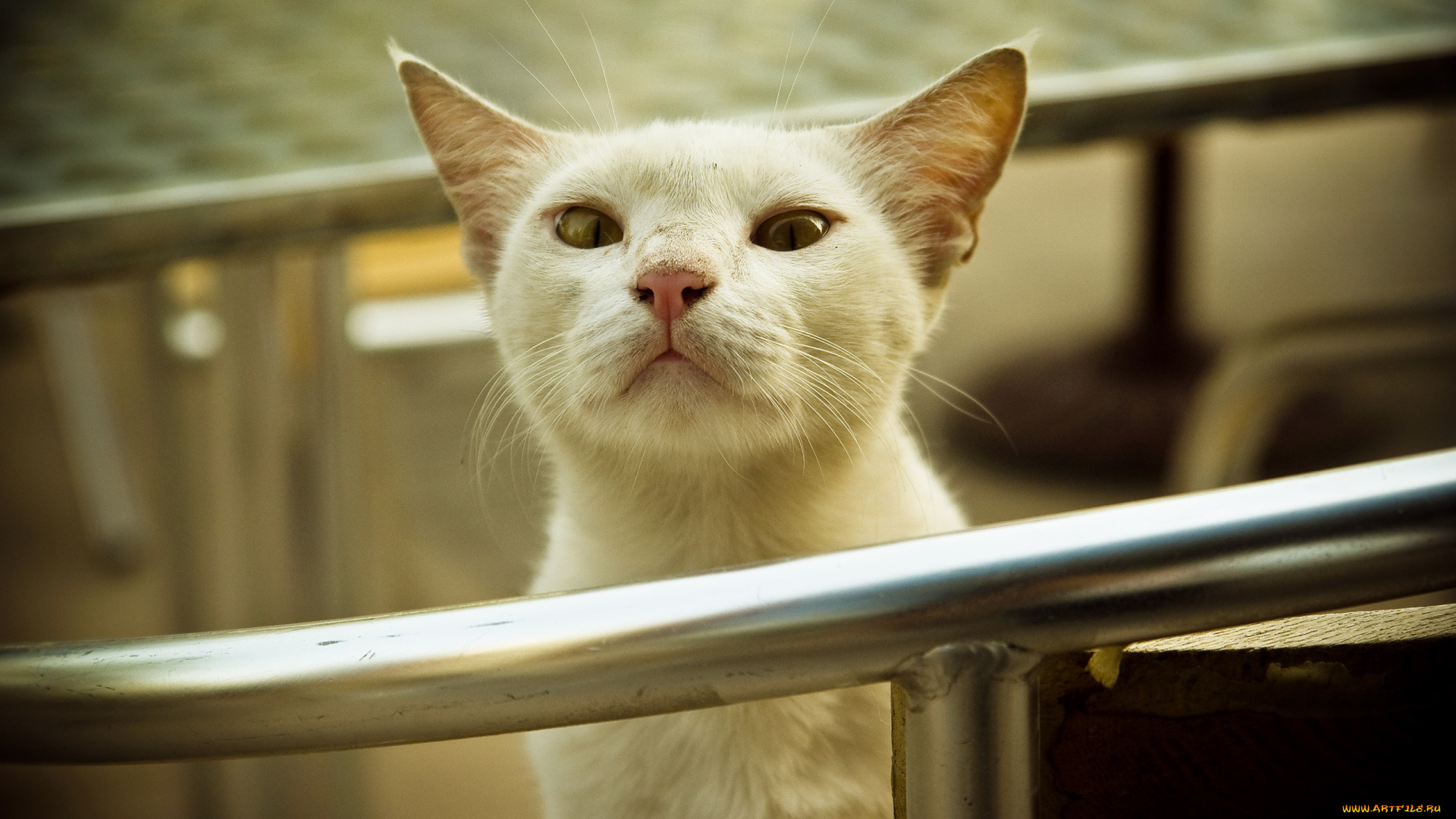 животные, коты