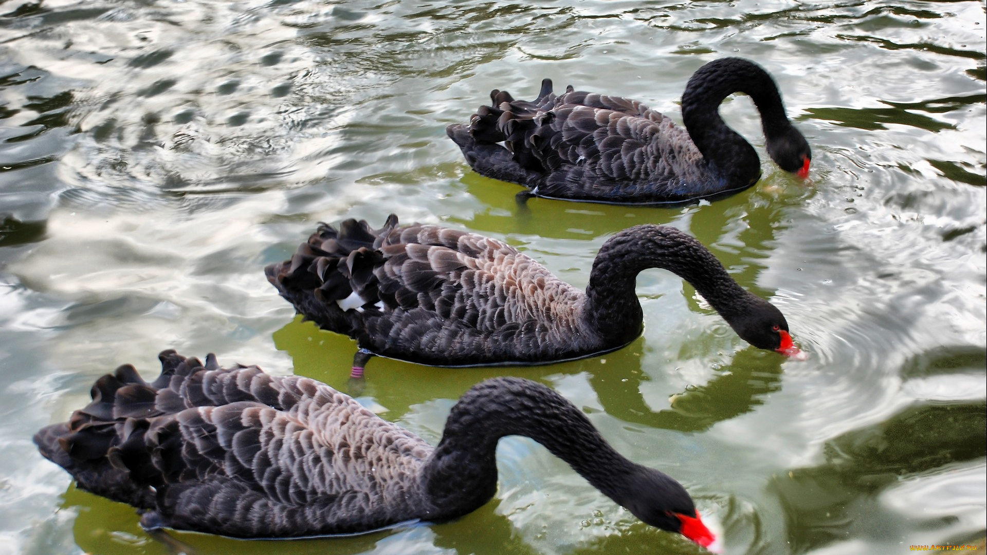 животные, лебеди