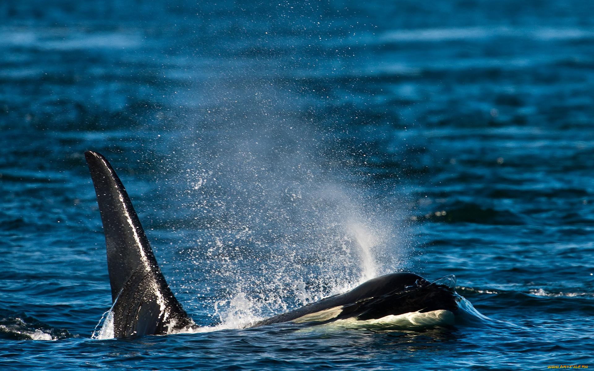 автор, сергей, доля, животные, косатки