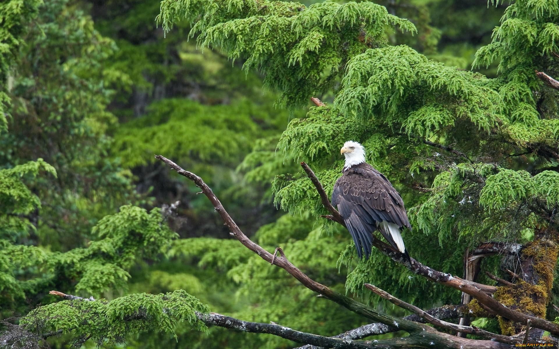 автор, сергей, доля, животные, птицы, хищники