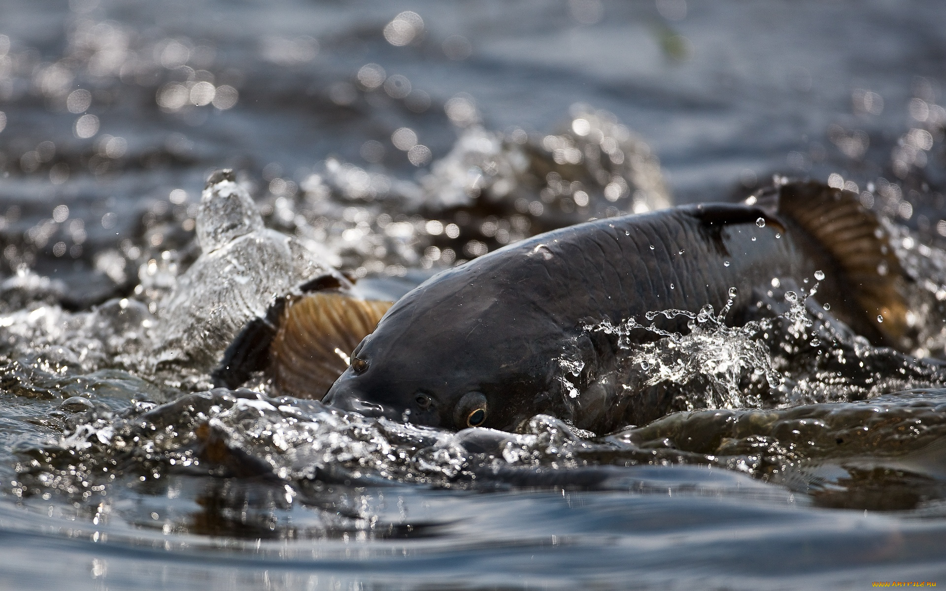 автор, сергей, доля, животные, рыбы