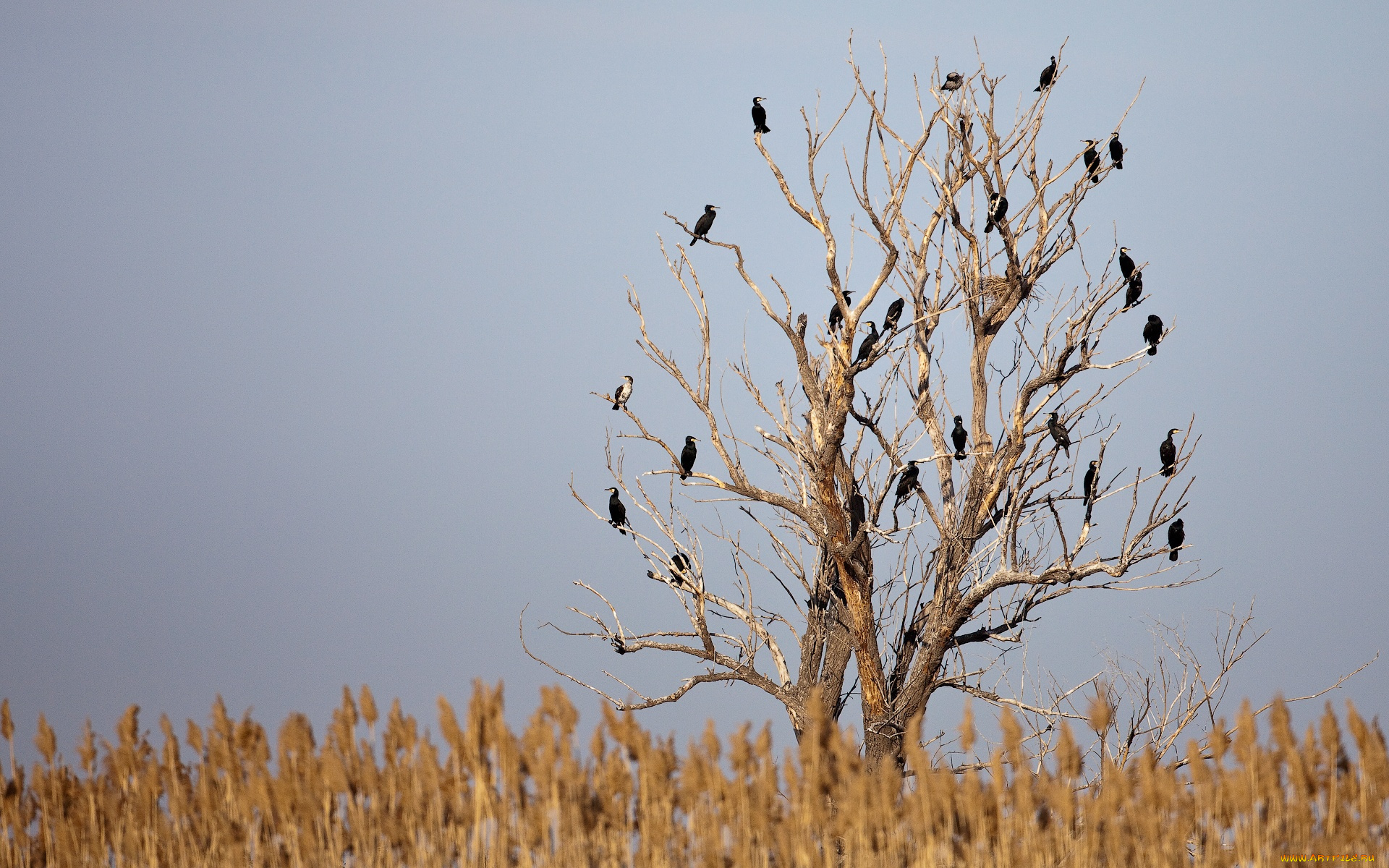 автор, сергей, доля, животные, вороны, грачи, галки