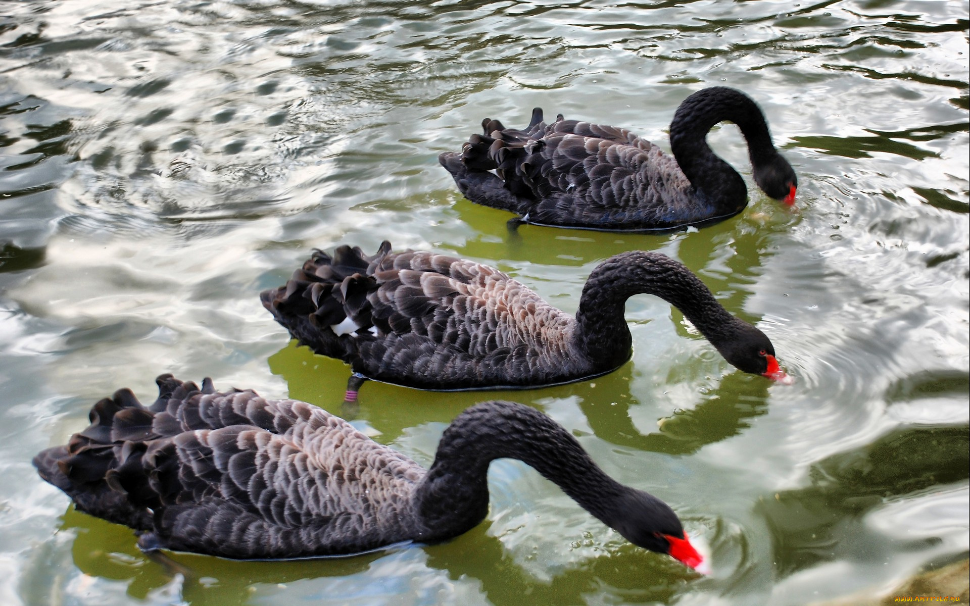 животные, лебеди