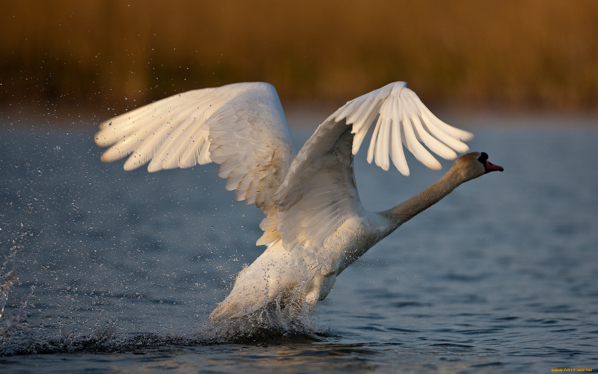 животные, лебеди