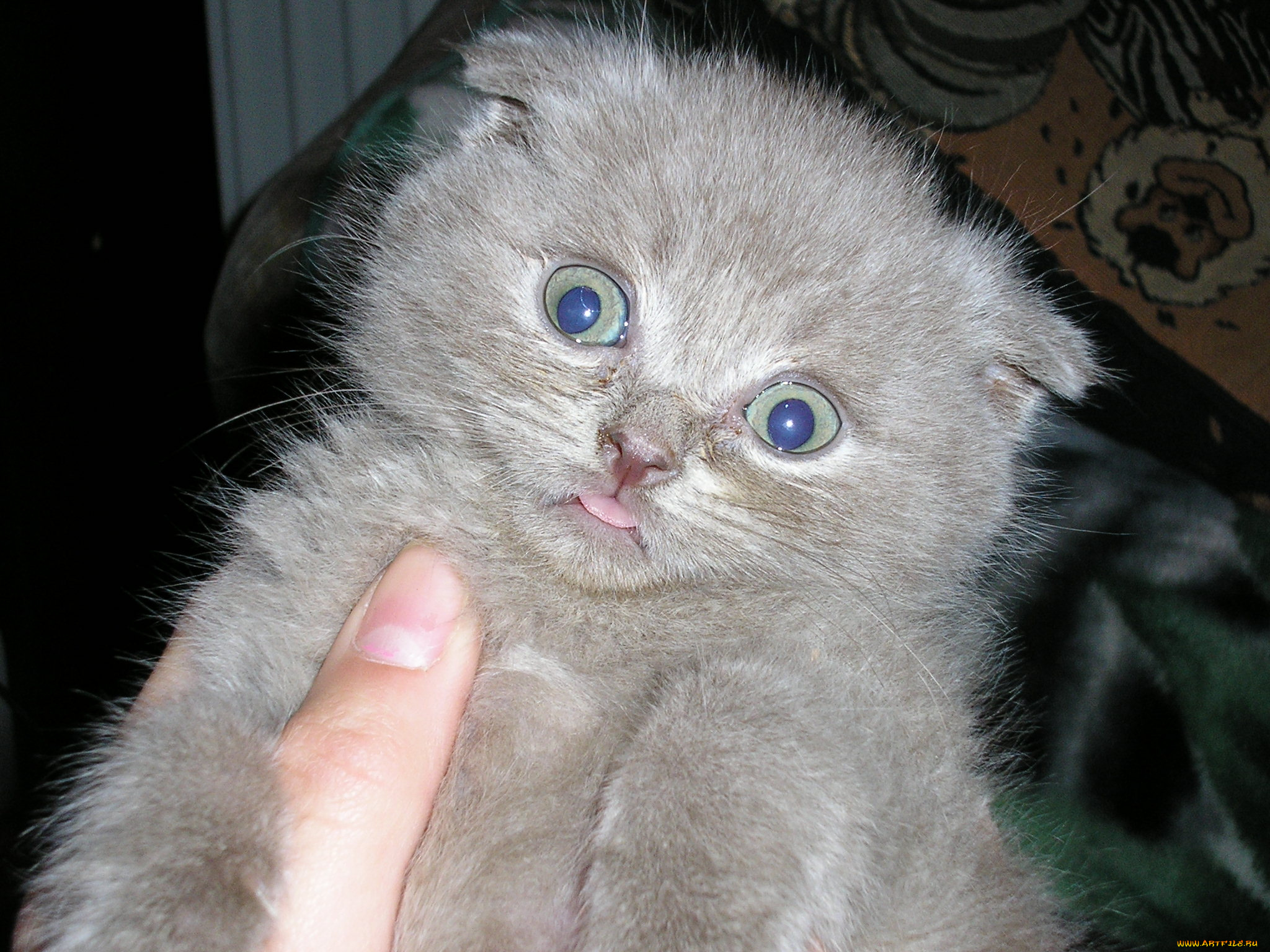 животные, коты