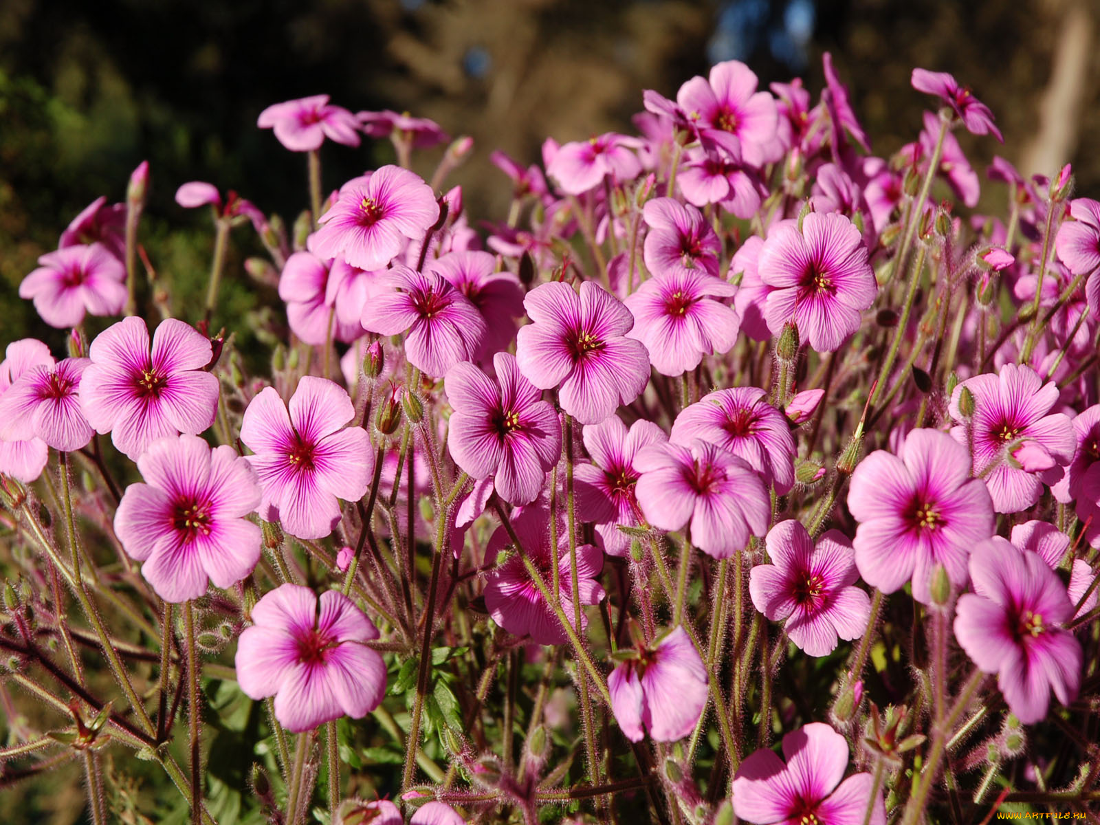 цветы, стебли, лепестки, много
